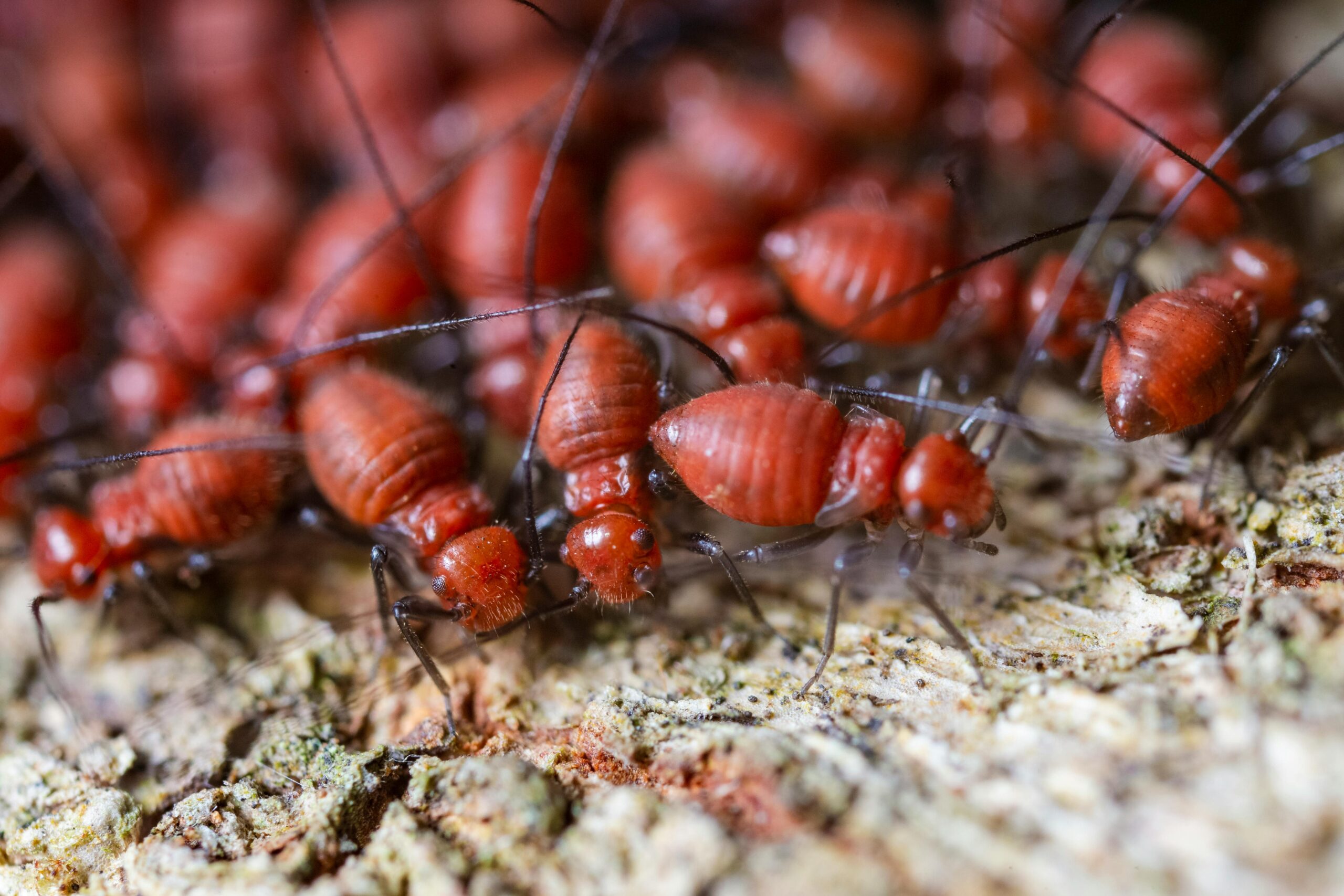 From above closeup of fearful brown termites with ribbed shells and long antennae exploring shabby surface in zoological garden